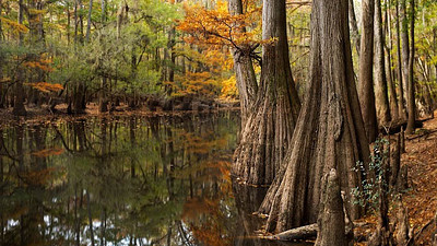 Congaree National Park