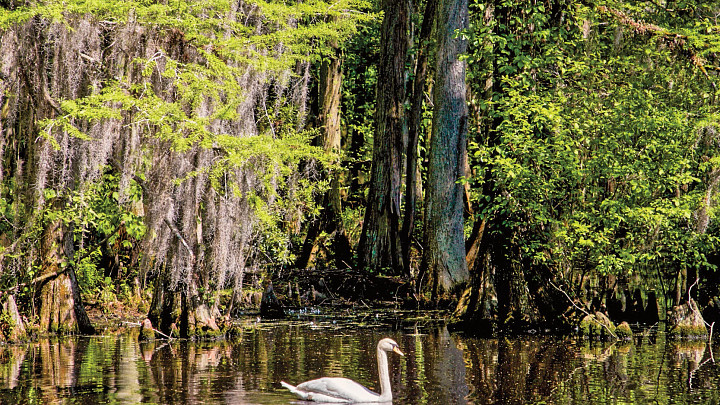 Swan on the lake