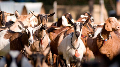 goats at split creek farm anderson south carolina