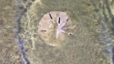 sand dollar in the water