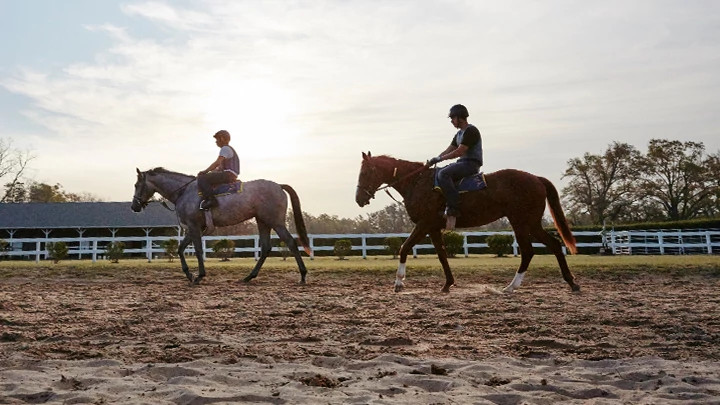 two horses, aiken