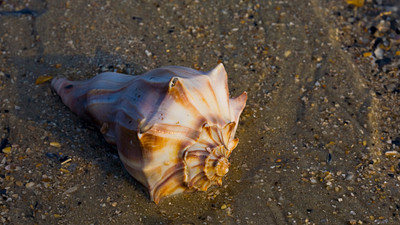 shell in the sand