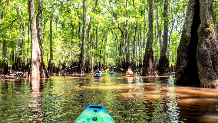 Kayakers on Lynches River in Florence County with cypress and tupelo trees