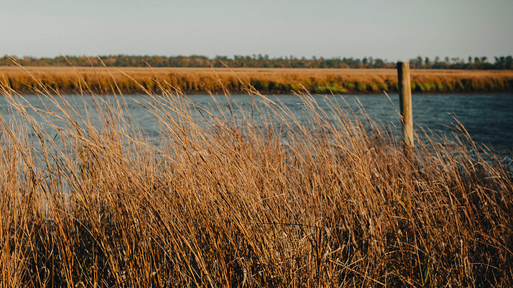 Marshes on Kiawah Island