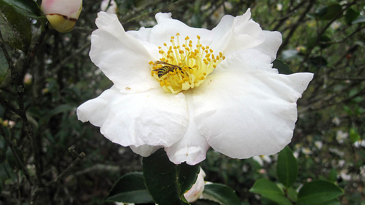 Flowers blooming at Kalmia Gardens