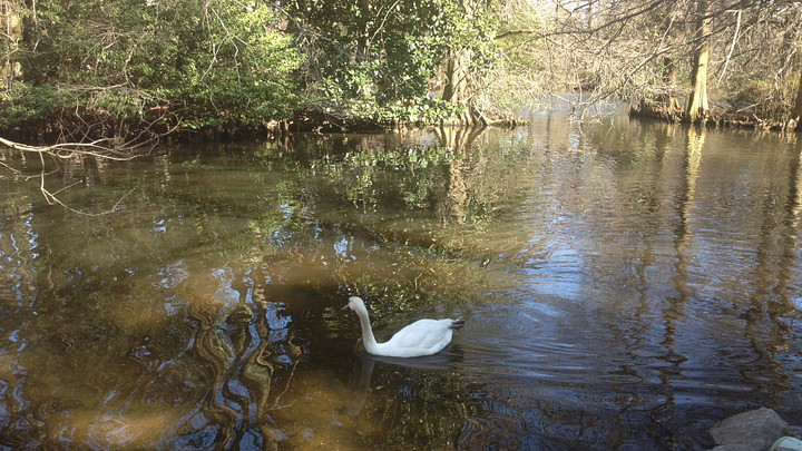 Find serenity at Swan Lake Iris Gardens in Sumter.