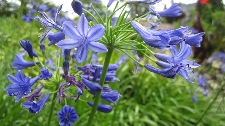 Blue flowers blossoming among green foliage