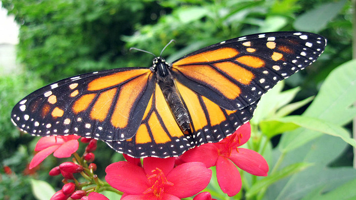 monarch butterfly at Cypress Gardens