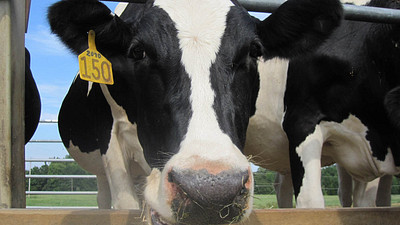 happy cow south carolina dairy farm