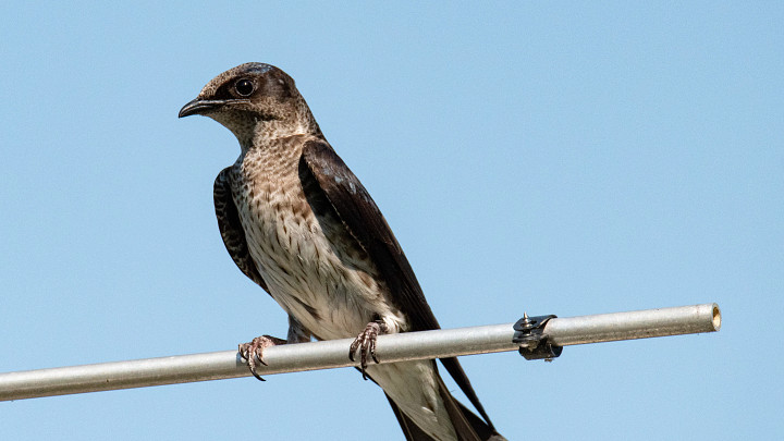 purple martin
