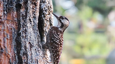 Visitors with a Passion for Adventure Will Love Greenville’s Parks and Pathways