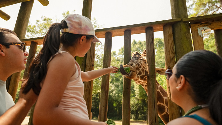 Family feeding giraffe at Riverbanks Zoo 