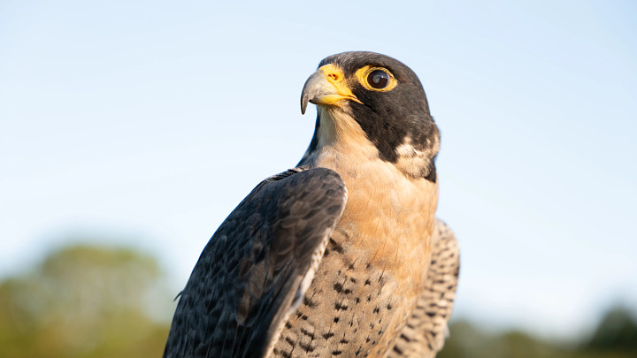 Peregrine Falcon