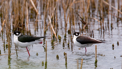Birds in marsh,  Tom Yawkey Wildlife Center