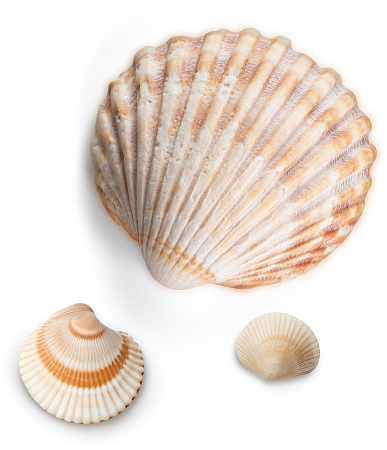 Sea Shells